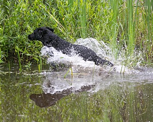 20130713-MHB2-0369.jpg