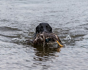 Splash