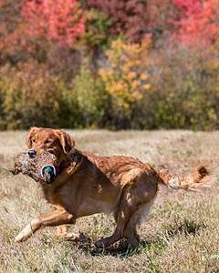 Chase