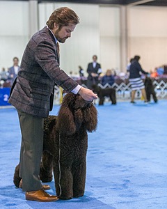 17 - GCH CH Quiet Storm My Boy's Wicked Smart  CGCA TKA (Bayes)