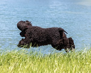 Simone