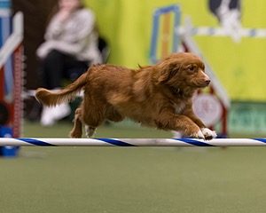 Lyric Denault