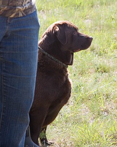 Beaver Creeks Princess Kudu