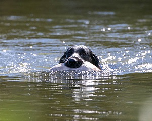 Hunter