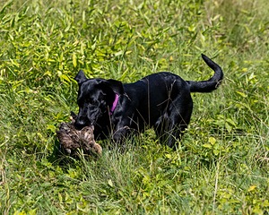 Kona Reise