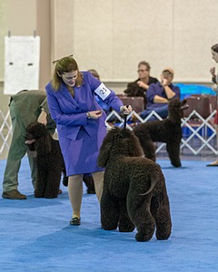 21 - GCHB CH Flintcrest Full Monty (Jonny)