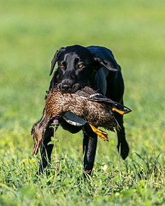 20150912-SHRL-0017.jpg