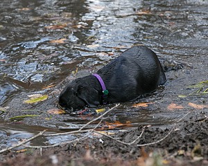 Jacey