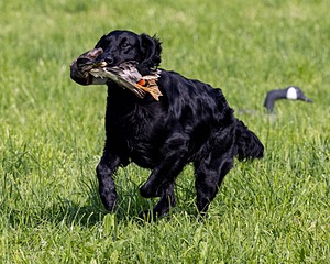 Crusoe Kuchinos