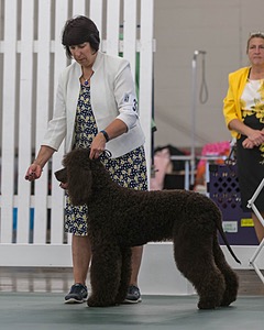 37 - GCH CHANTICO'S SHELTER FROM THE STORM RN OF MX AXJ CD DS (Reef)