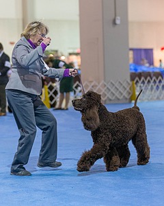 23 - GCH CH Waterboys Wet And Wild Willow (Ryder)