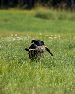 Buster Lobley
