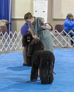 19 - GCH CH Axelhurn Now I'm Here (Marcus)