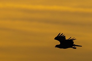 Osprey