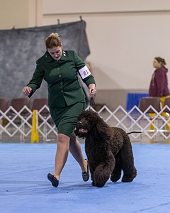 21 - GCHB CH Flintcrest Full Monty (Jonny)