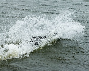 Splash