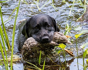 Scout