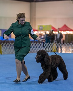 21 - GCHB CH Flintcrest Full Monty (Jonny)