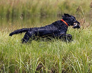 Crusoe Kuchinos
