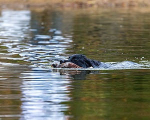 Ripple