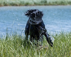 Kiri