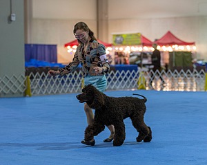 10 - Poole's Ide Touch Of Mink (Darla)