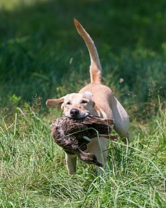 Barley Falman