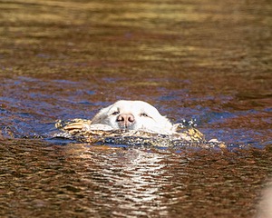 20201011-VetW-0007.jpg