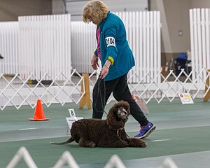 2104 - GCH ARROYO'S BEGIN THE BEGUINE AX OAJ NF (Porter)