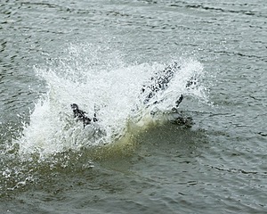 Splash