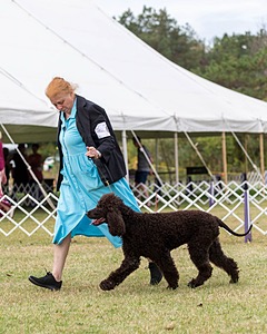 06 - CASTLEHILL'S WICKEDLY CUTE JOLENE CGCA TKP RAE B