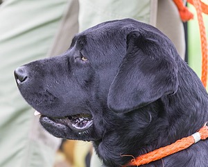 Scout O'Neil