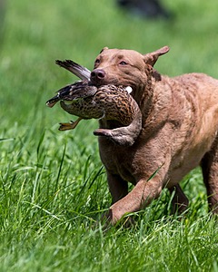 20170603-SEAL-0023.jpg