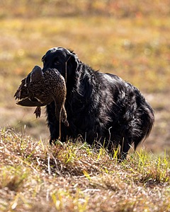 Gunner McCluer