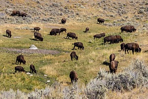 Yellowstone National Park