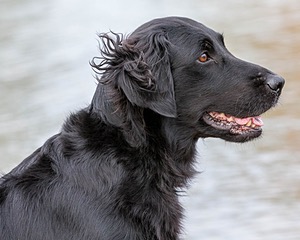 Onyx