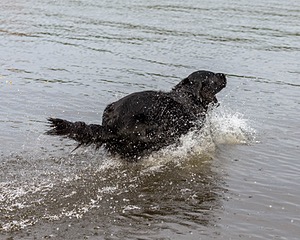 Onyx
