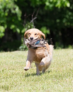 20130601-SHRL-0452.jpg