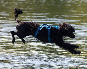 Boaty Bellicose