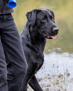 Merlin Curran