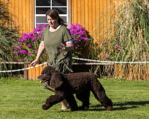 11 - GCH CH BREKKON'S FIRST MARK BN RN CGC TKN