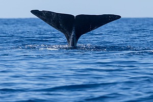 Sperm Whale