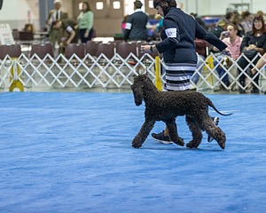 30 - GCH CH Chantico's Spirit In The Surf JH CD RA OA OAJ  NF (Selchie)