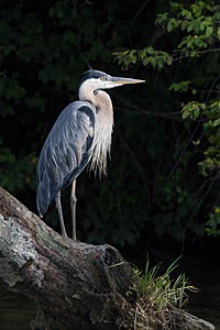 Great Blue Heron