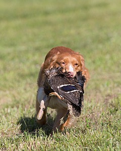 Noble