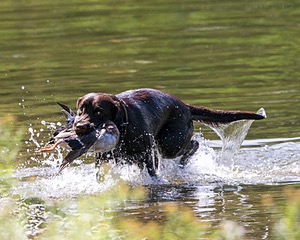 Chip Decie