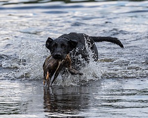Bolt Sboro