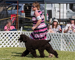 60 - GCH CH All Green Wi'Envy V Alpha Nordic CD RE RATN DS CGCA TKN