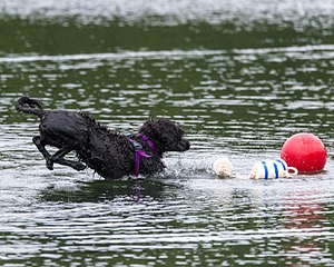 Boaty Bellicose
