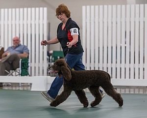 40 - GCH POOLE'S IDE BONNIE BROOK CD RE CGC (Bonnie)